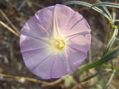Ipomoea ternifolia