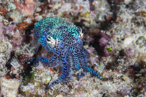 Berry's Bobtail — seen at this dive site