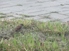 Passer montanus