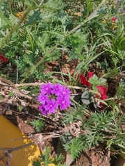 Glandularia × hybrida