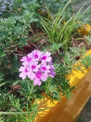 Glandularia × hybrida