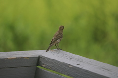 Haemorhous mexicanus