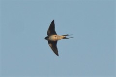 Pseudhirundo griseopyga