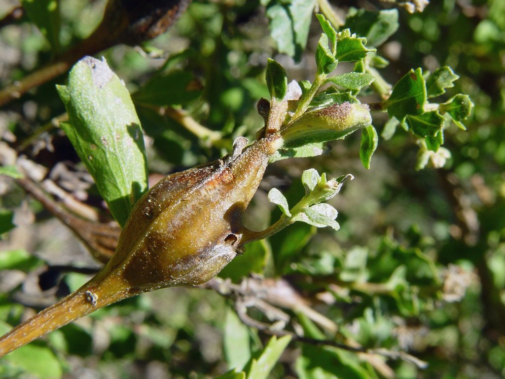 Coyote Brush Stem Gall Moth