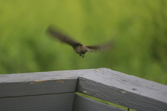 Haemorhous mexicanus