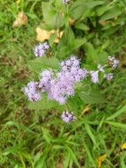 Conoclinium coelestinum