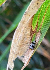 Monolepta cavipennis