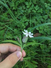 Microbotryum lychnidis-dioicae