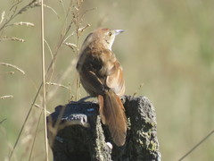Phacellodomus striaticollis