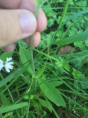 Microbotryum lychnidis-dioicae