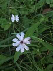 Microbotryum lychnidis-dioicae