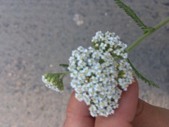 Achillea millefolium
