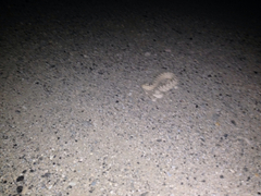 Crotalus cerastes laterorepens