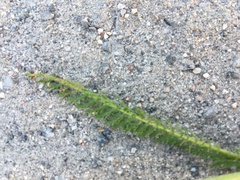 Achillea millefolium