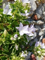 Campanula isophylla