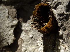 Nannotrigona perilampoides