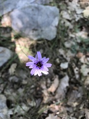 Catananche caerulea