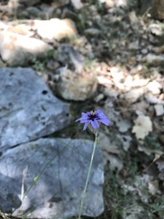 Catananche caerulea