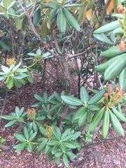 Rhododendron brachycarpum