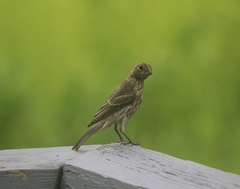 Haemorhous mexicanus