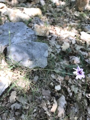 Catananche caerulea