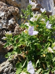 Campanula isophylla