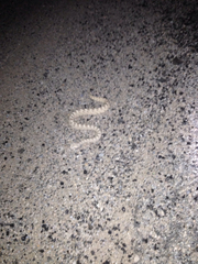Crotalus cerastes laterorepens