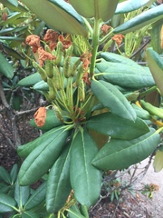 Rhododendron brachycarpum