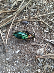 Carabus lineatus