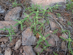 Mitracarpus breviflorus