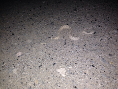 Crotalus cerastes laterorepens