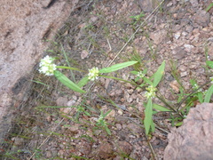 Mitracarpus breviflorus