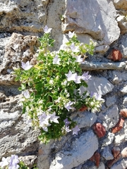 Campanula isophylla