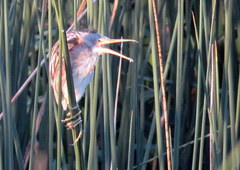 Ixobrychus involucris
