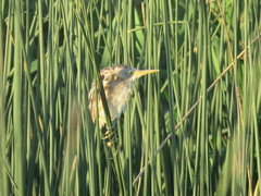 Ixobrychus involucris