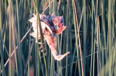 Ixobrychus involucris