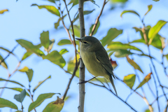 Leiothlypis celata orestera