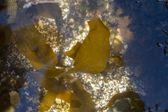 Phyllariella ochotensis