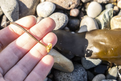 Phyllariella ochotensis