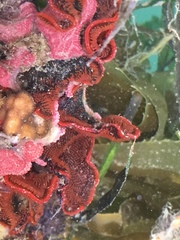 Watersipora subtorquata