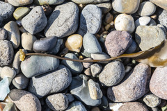 Phyllariella ochotensis