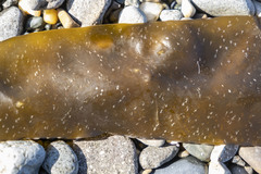 Phyllariella ochotensis