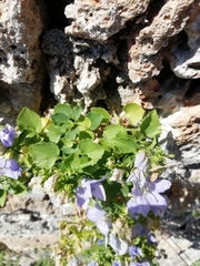 Campanula isophylla