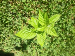 Filipendula ulmaria