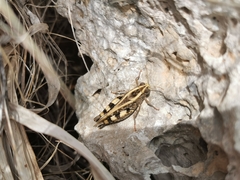 Calliptamus barbarus