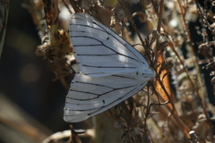 Neuromelia selectata