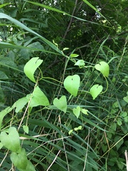 Fallopia convolvulus