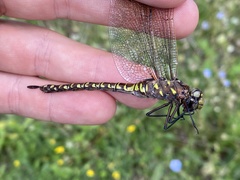 Aeshna interrupta interrupta