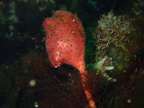 Boltenia ovifera