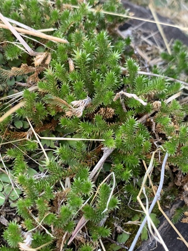 Arizona spikemoss (Selaginella arizonica)